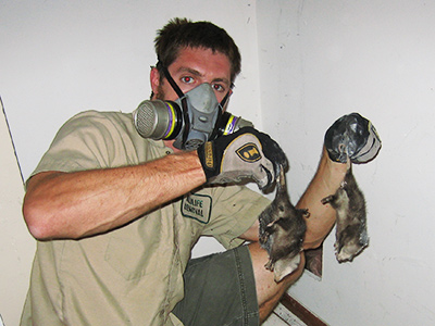 Indianapolis dead animal