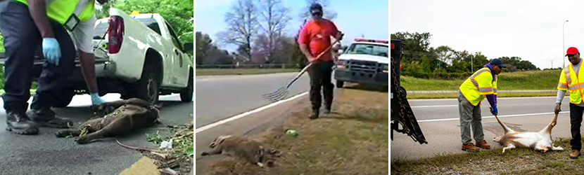 Free Dead Animal Removal in Indianapolis Indiana, Marion County IN